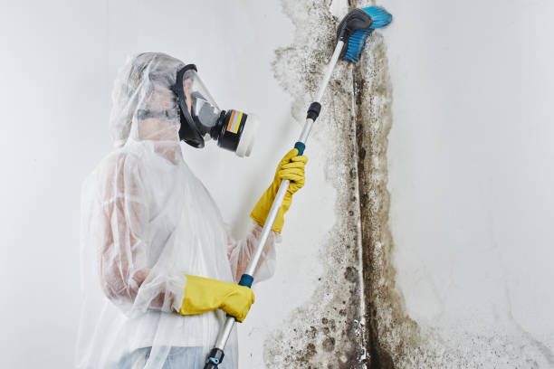 Why You Should Choose Our Mold Remediation Services in Mission Hills, CA